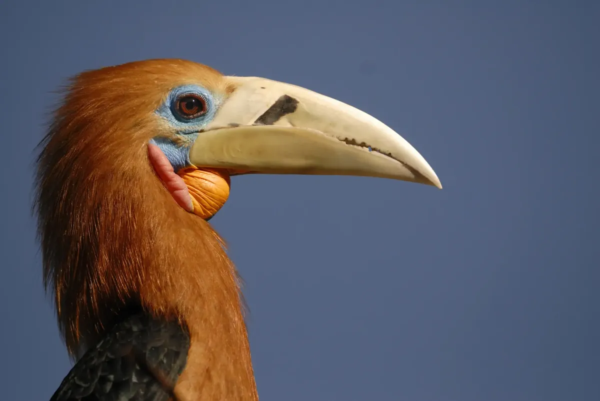 File:Aceros nipalensis 348836803.jpg