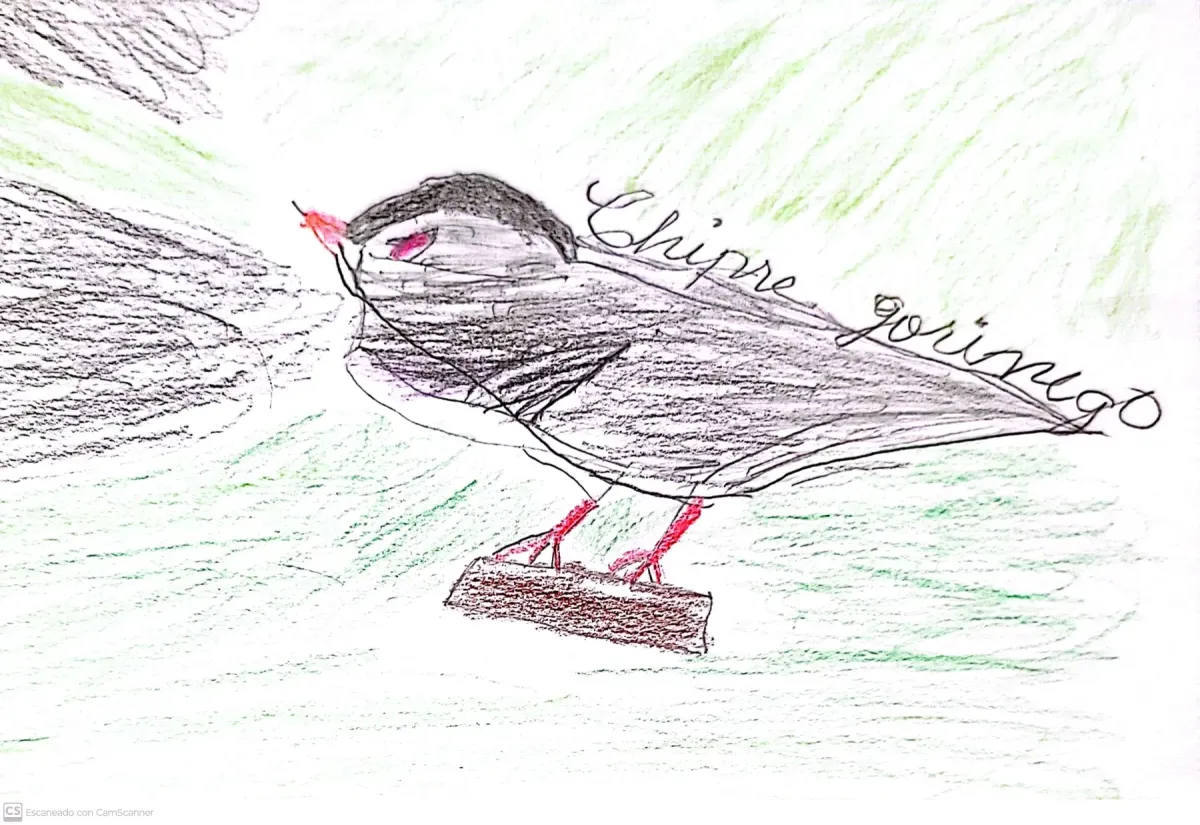 File:Setophaga striata - Chipe gorrinegro.jpg