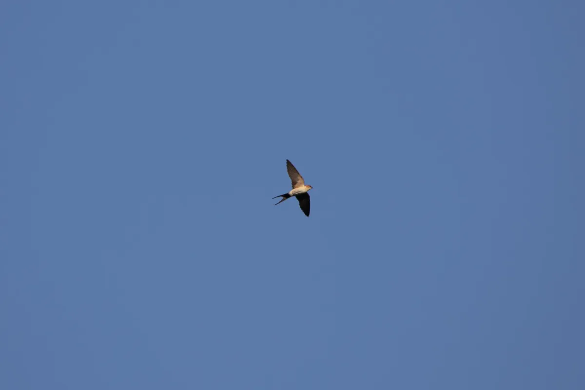 File:Cecropis rufula, Serbia 001.jpg