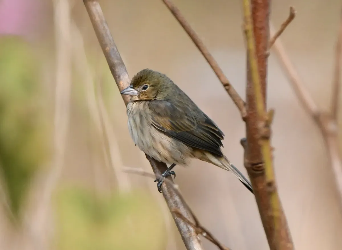 File:Volatinia jacarina - Vincent A. Vos - 418252103.jpeg