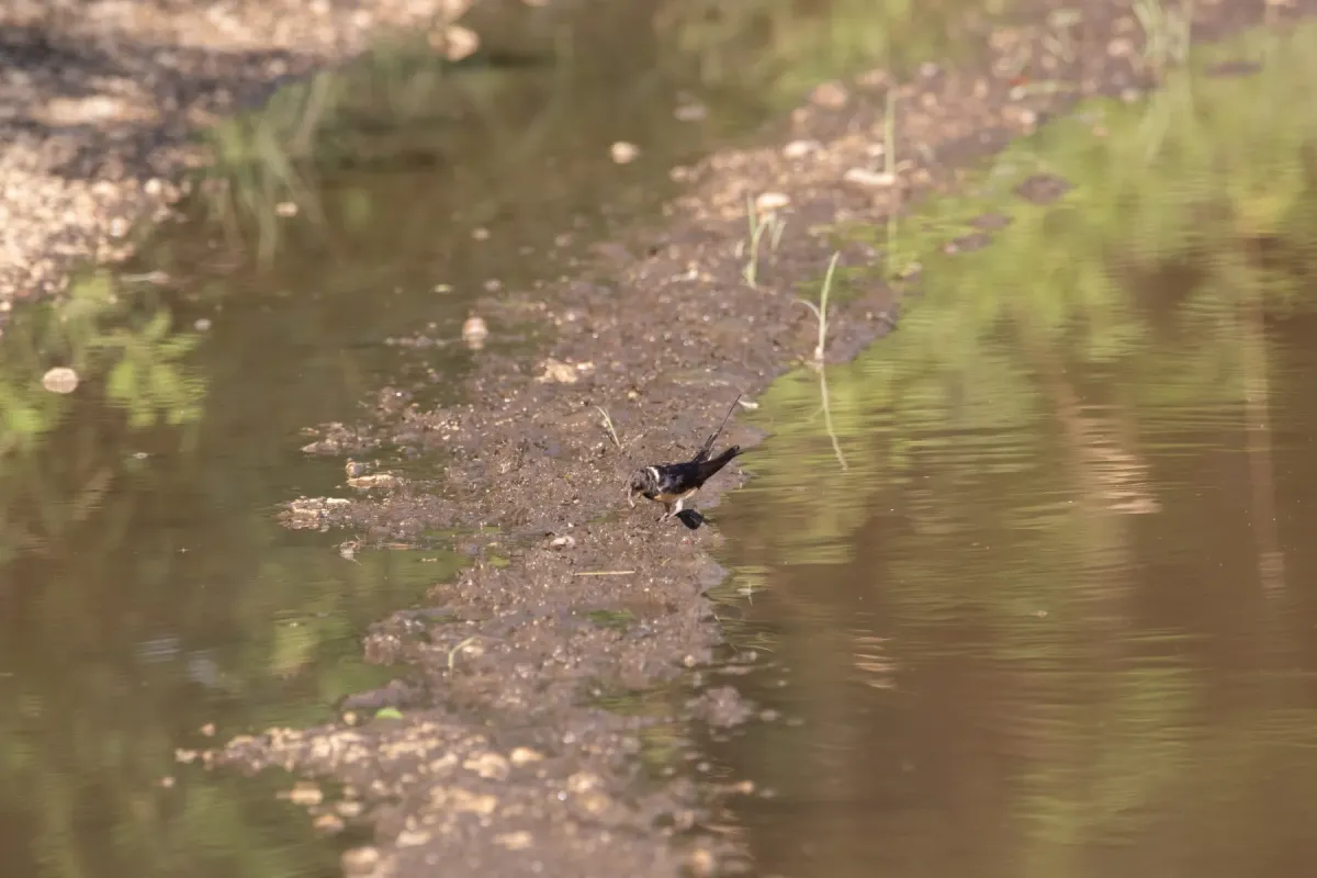 File:Cecropis rufula, Serbia 101.jpg