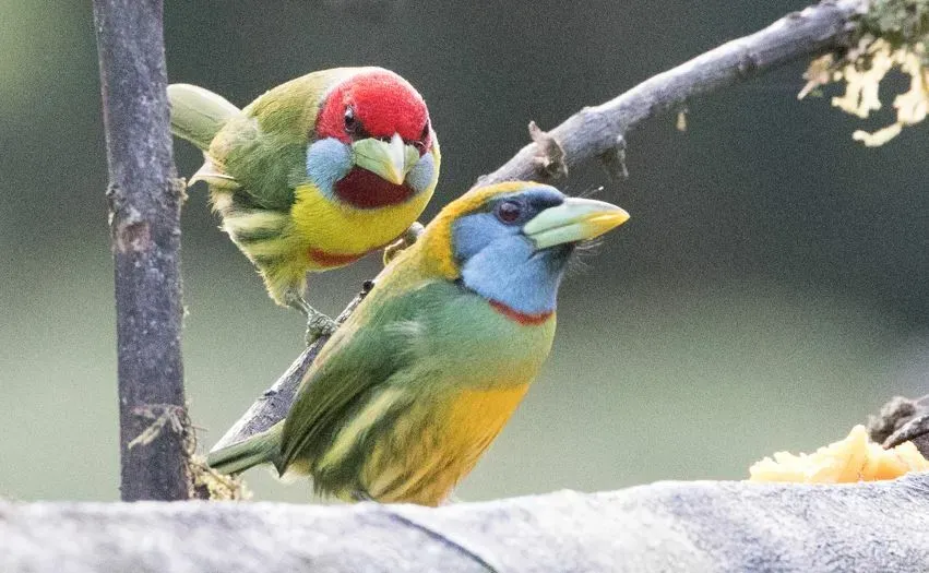 File:Eubucco versicolor 342398674.jpg