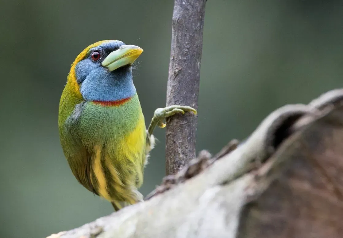 File:Eubucco versicolor 342409793.jpg