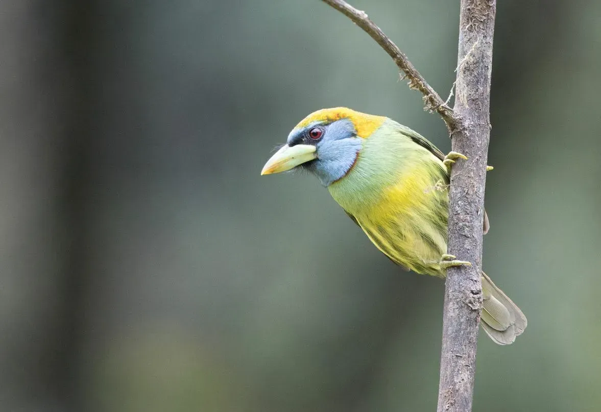 File:Eubucco versicolor 342409773.jpg