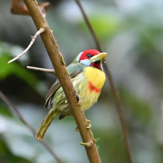 File:Eubucco versicolor 442172441.jpg