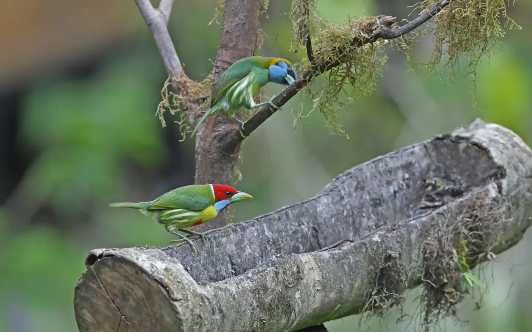 File:Eubucco versicolor 333989403.jpg