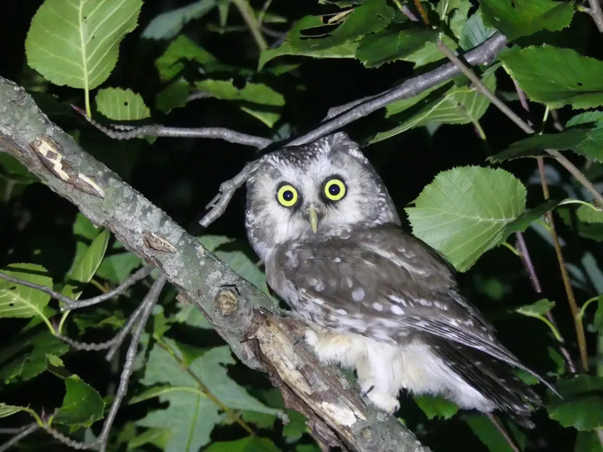 File:Aegolius funereus by vmoser.jpg