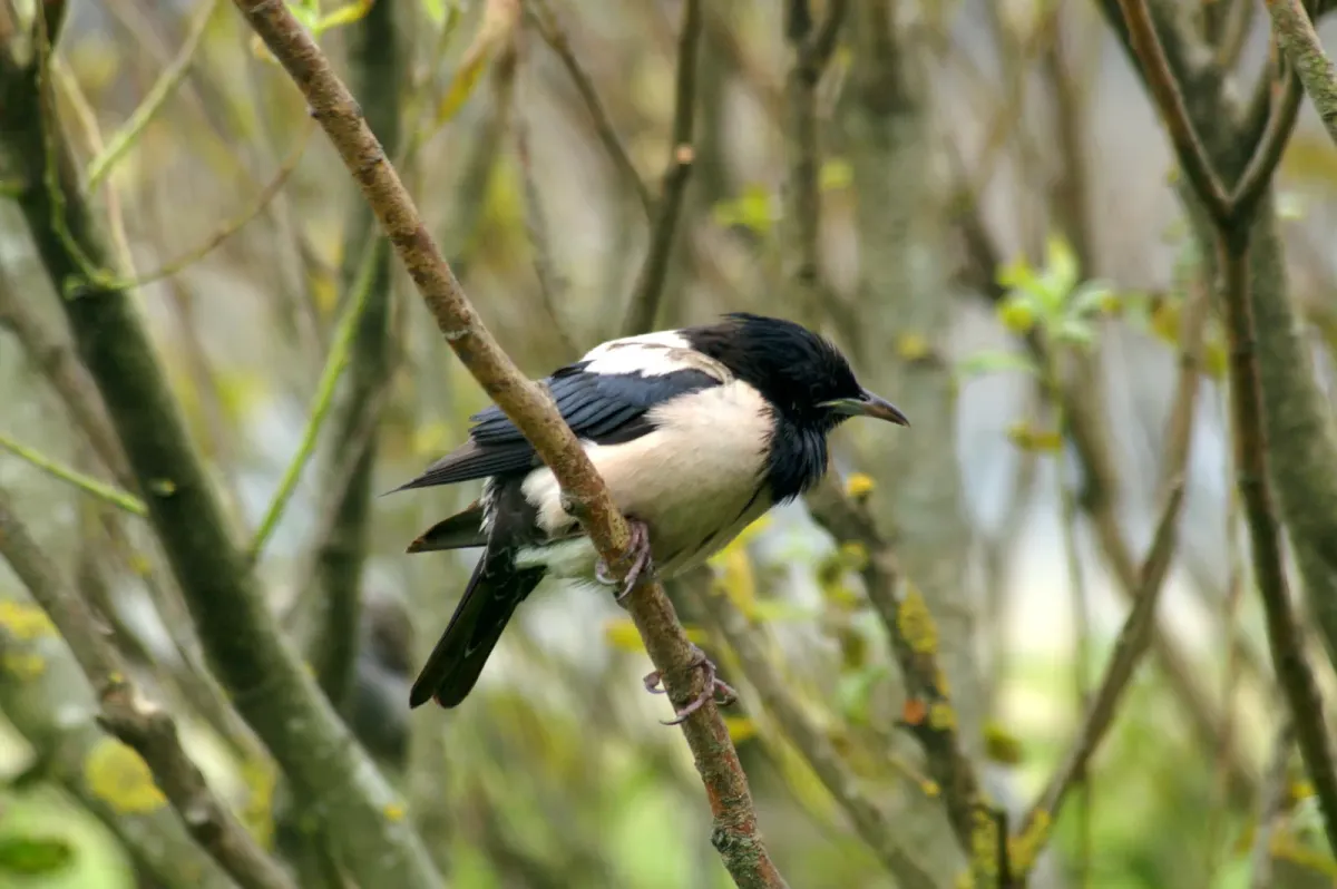 File:Rosy Starling (Pastor roseus), Baltasound - geograph.org.uk - 7034723.jpg