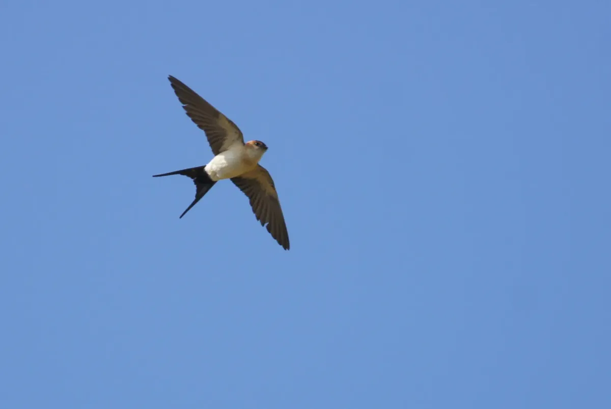 File:European Red-rumped Swallow (Cecropis rufula), Skaw - geograph.org.uk - 7034739.jpg