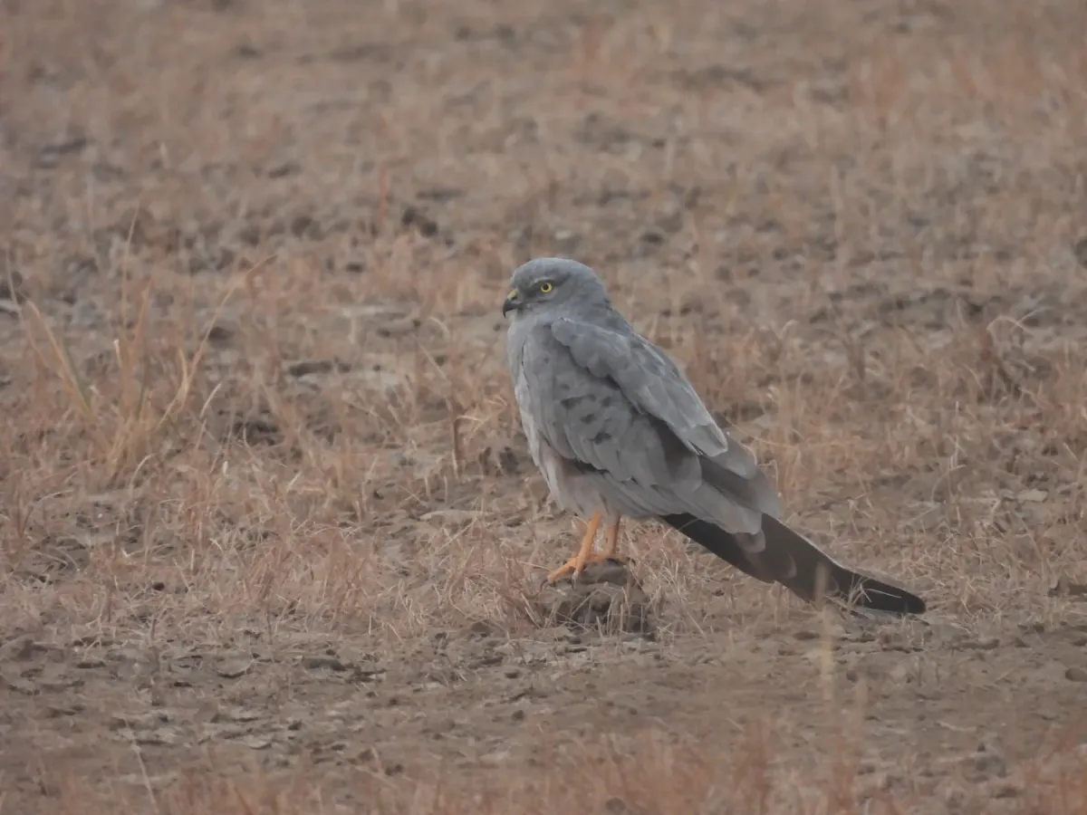 File:Montagu's Harrier Male (Circus pygargus) at Velavadar National Park, Gujarat, India DSCN7503 02.jpg