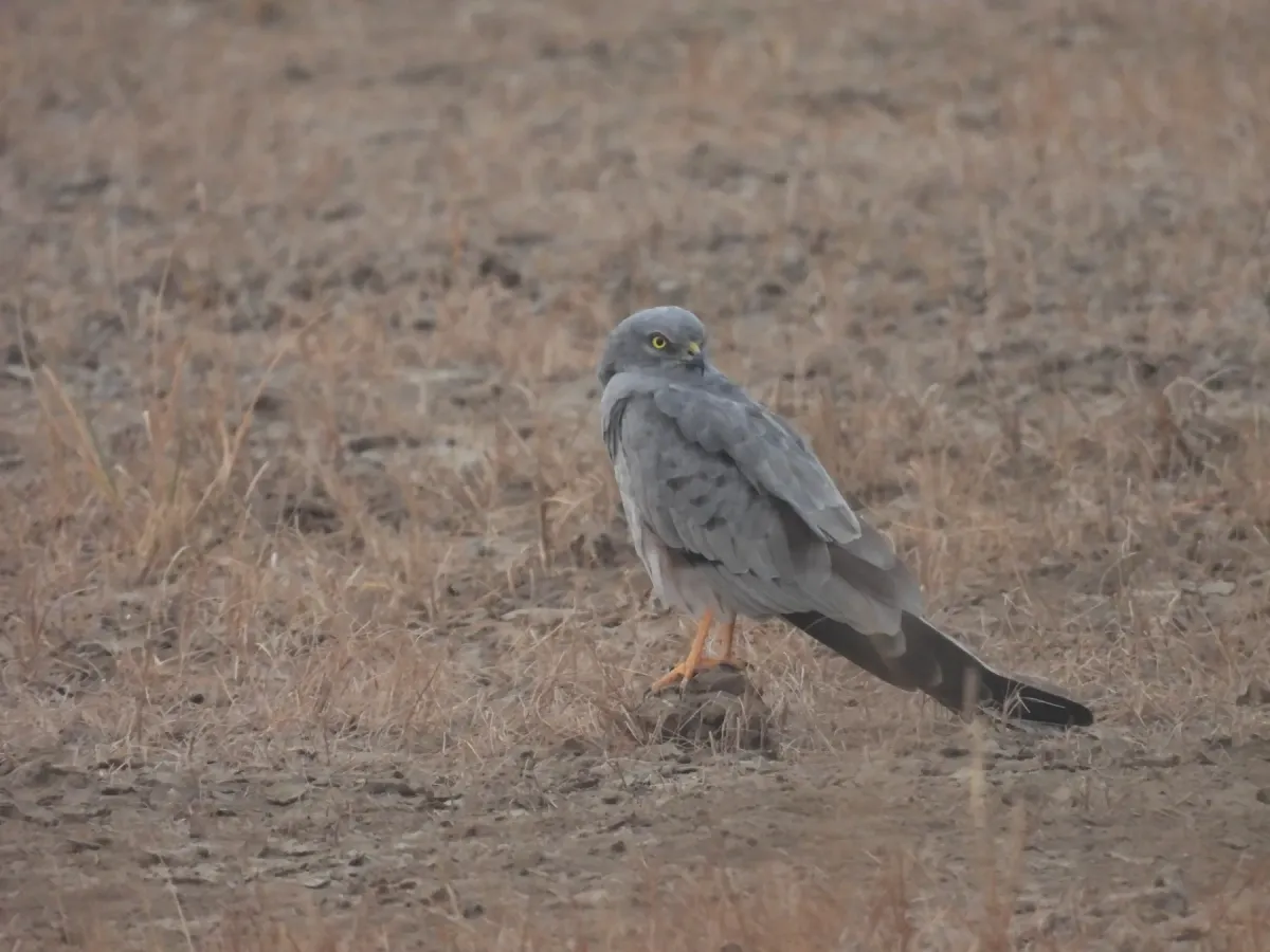 File:Montagu's Harrier Male (Circus pygargus) at Velavadar National Park, Gujarat, India DSCN7503 01.jpg
