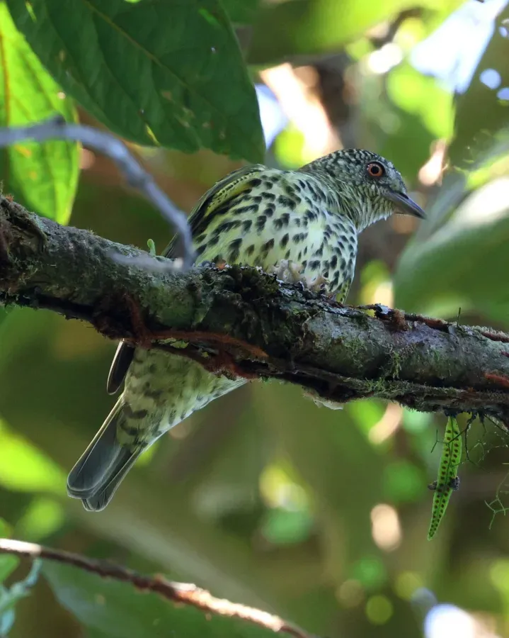 File:Oxyruncus cristatus 402630142.jpg