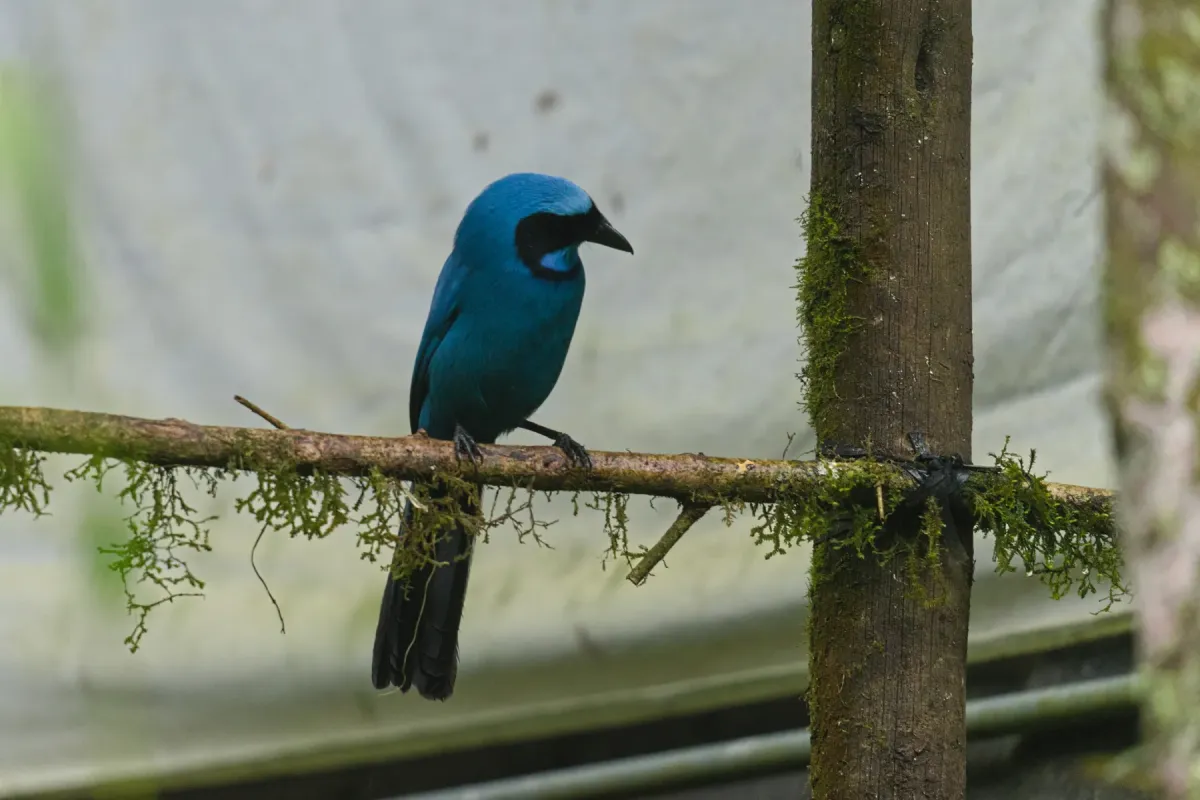 File:Cyanolyca turcosa 399908411.jpg