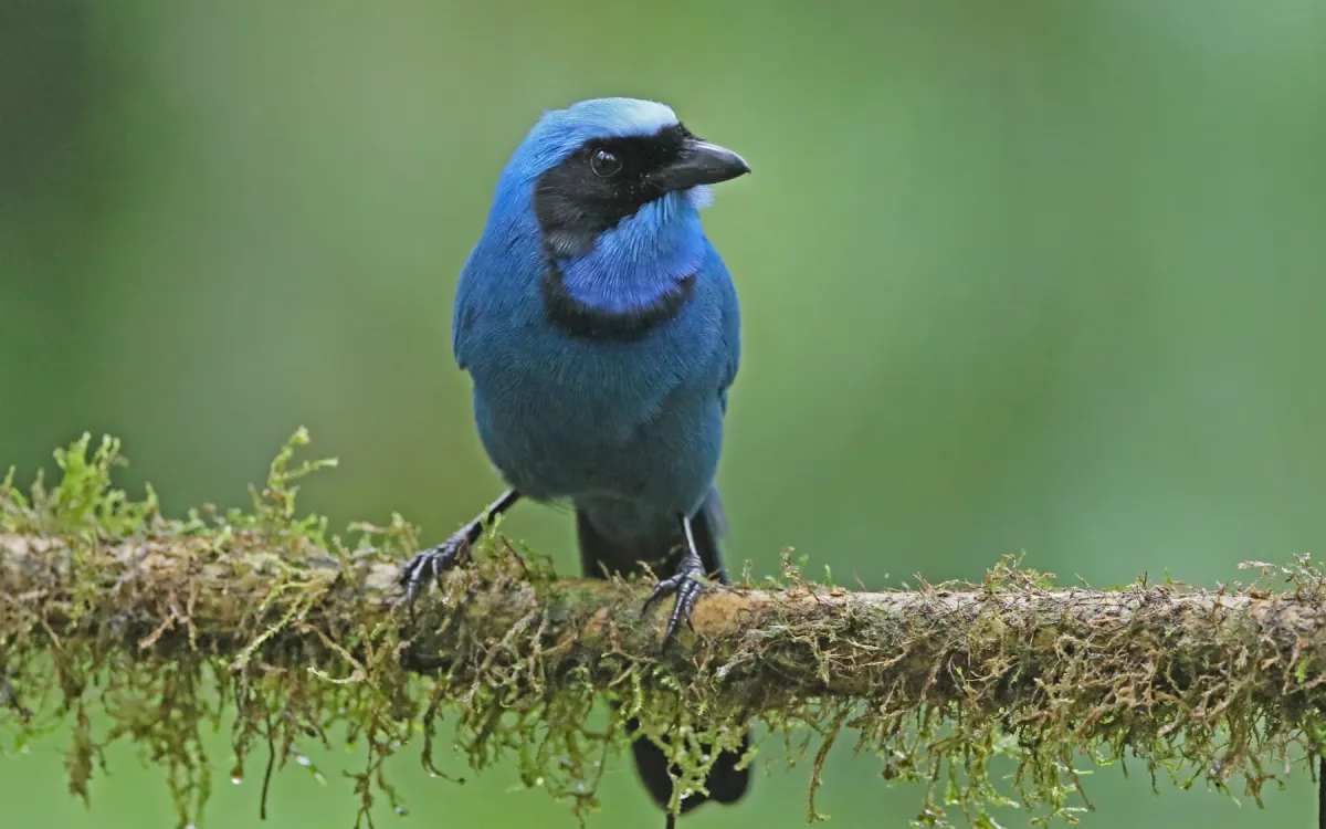 File:Cyanolyca turcosa 163563579.jpg