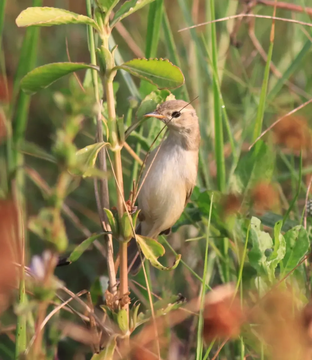 File:Booted warbler (iduna caligata) 6.jpg