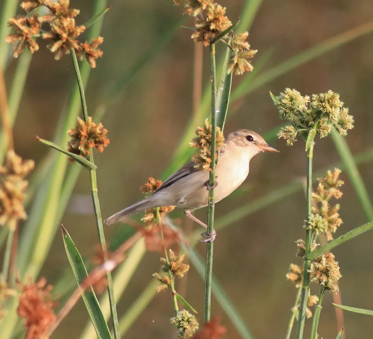 File:Booted warbler (iduna caligata) 9.jpg