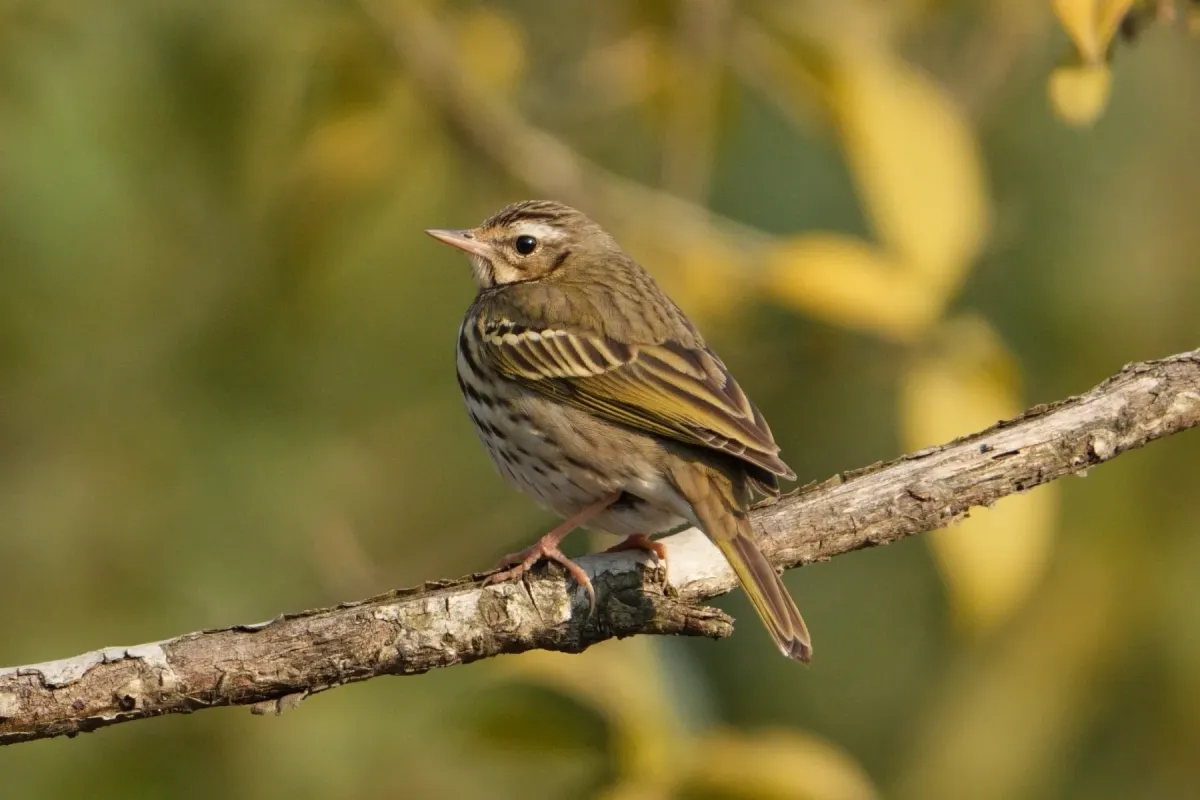 File:Olive-backed pipit (Anthus hodgsoni), Hangzhou, China.jpg