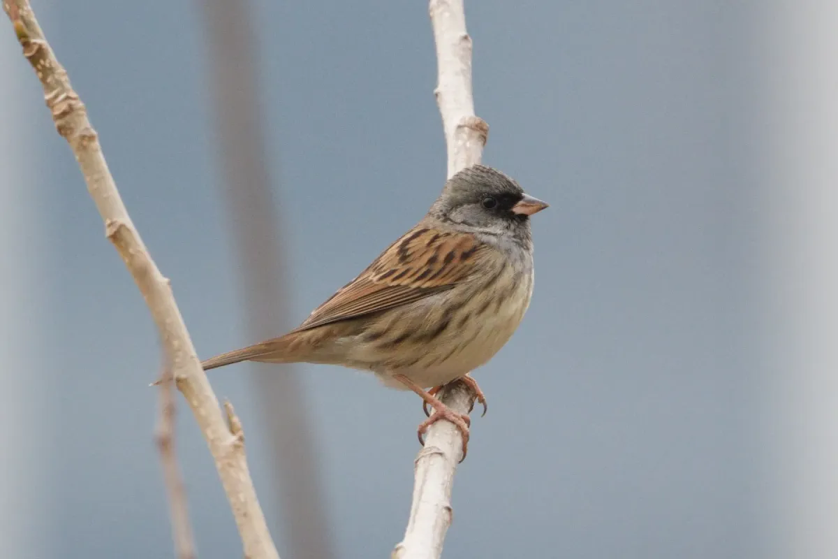 File:Black-faced bunting (Emberiza spodocephala), Hangzhou, China.jpg