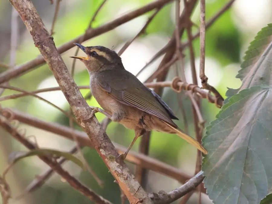 File:Hylia prasina prasina 257850726.jpg