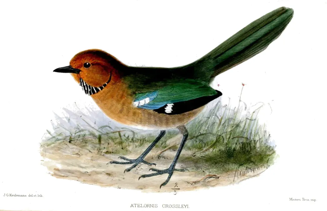 File:AtelornisCrossleyiKeulemans.jpg