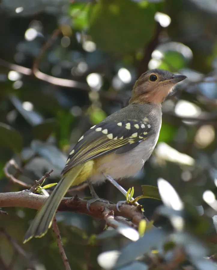File:Nicator gularis 324419041.jpg