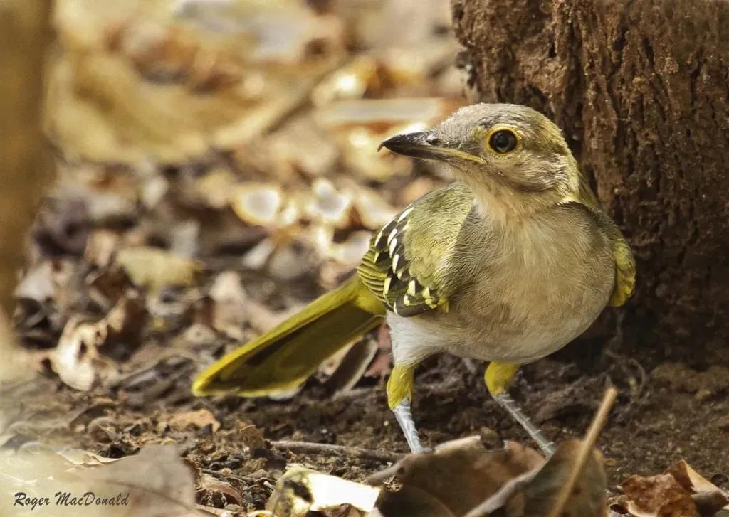 File:Nicator gularis 121511430.jpg
