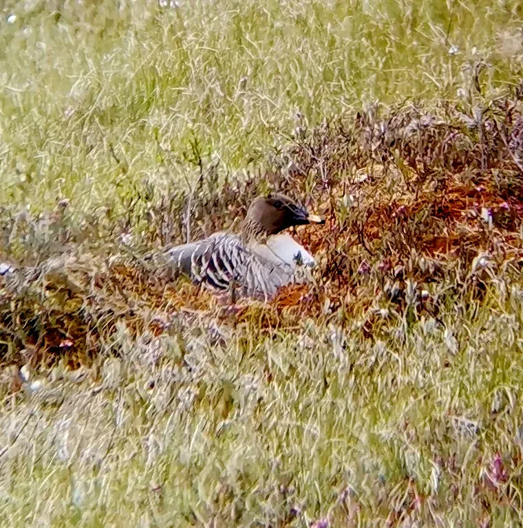 File:Anser fabalis fabalis, Pelkosenniemi, Suomi - Finland 1.jpg