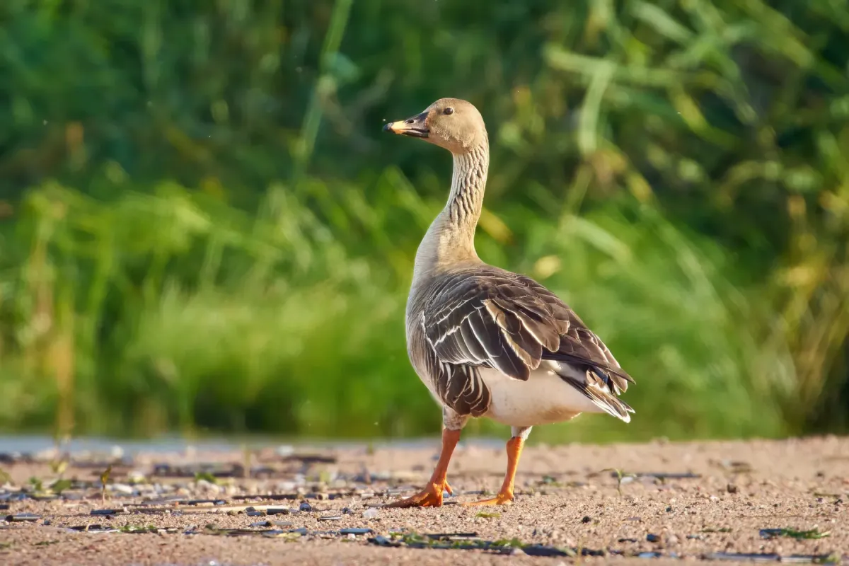 File:Anser fabalis fabalis, Kurortny District, St Petersburg, Russia 1.jpg