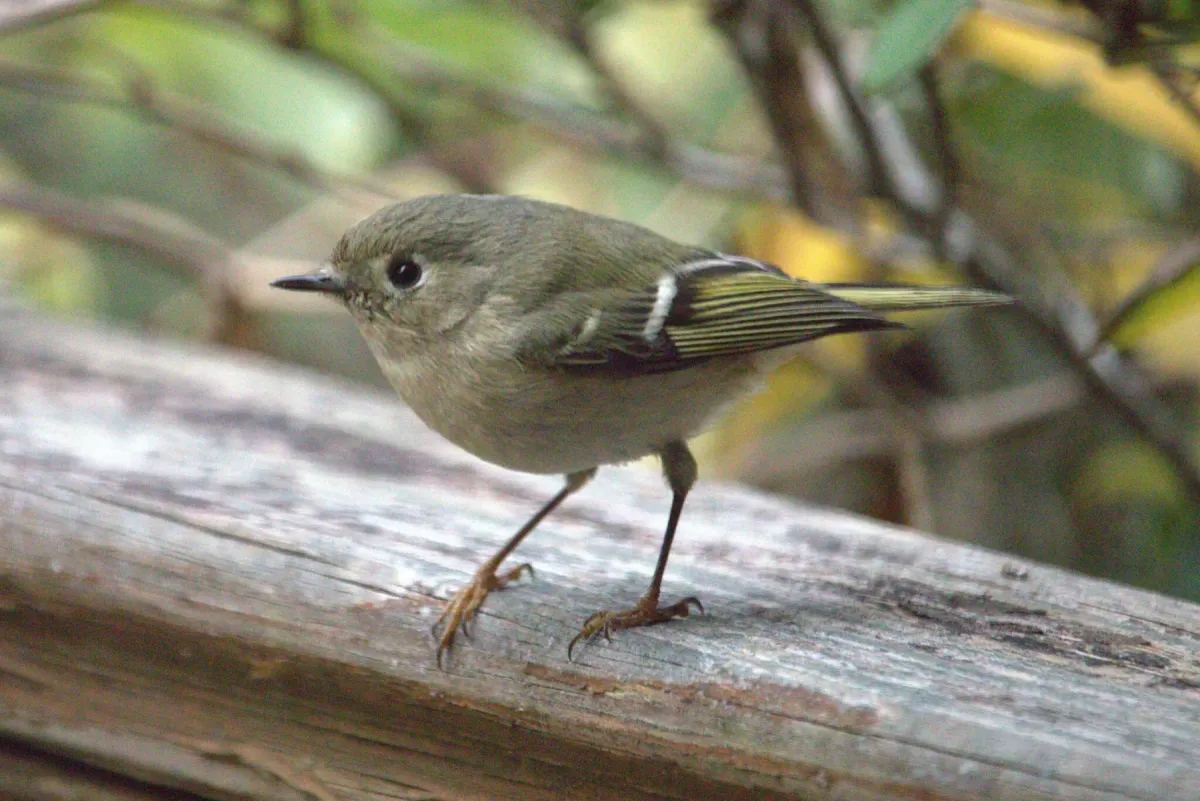 File:Corthylio calendula 467041634.jpg