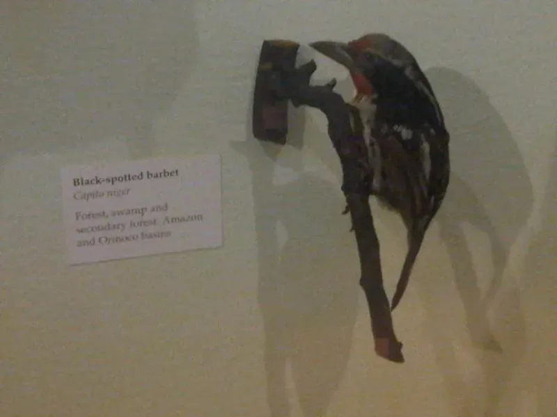 File:Ma - Capito niger.jpg