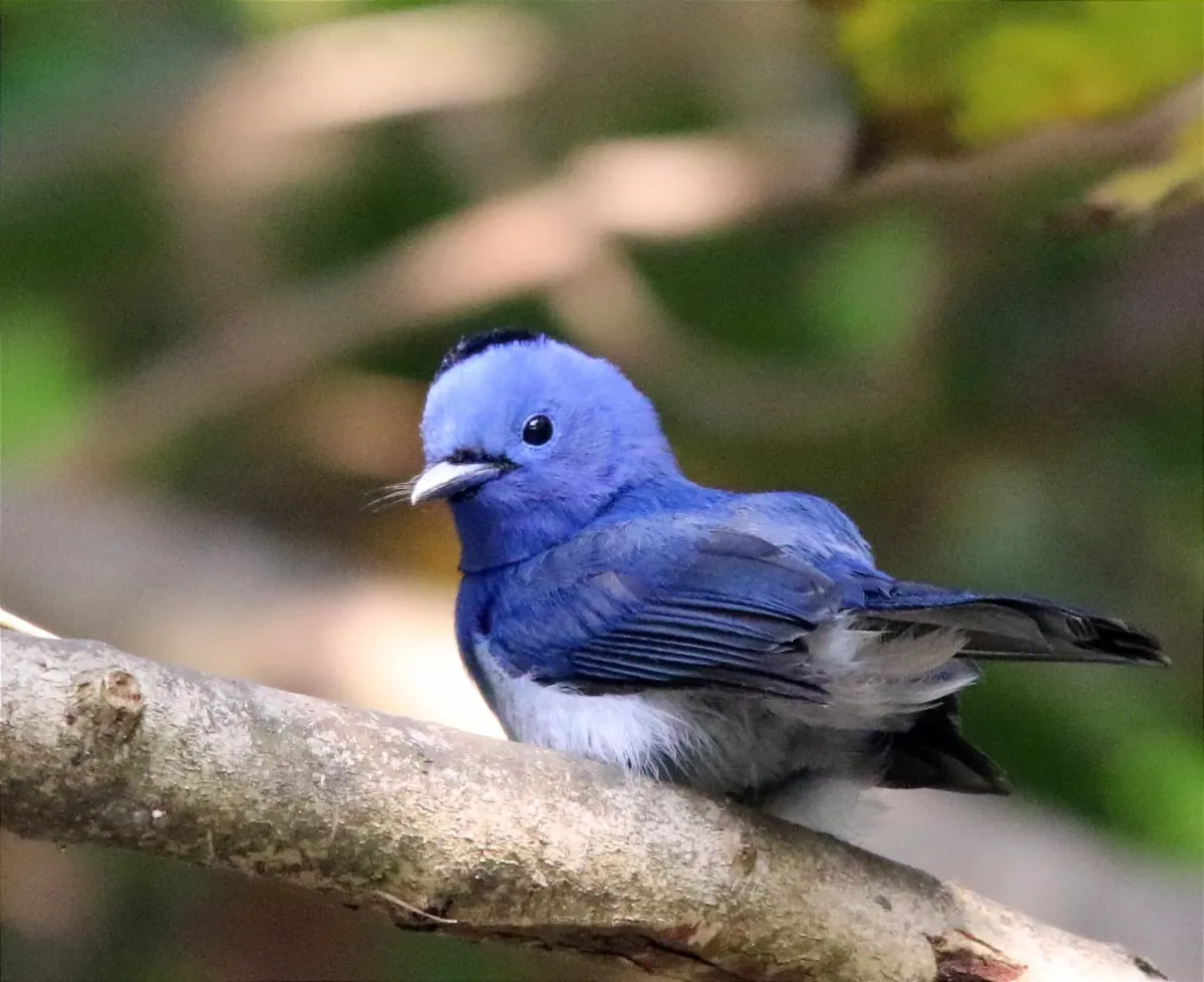File:Black-naped monarch or black-naped blue flycatcher or Hypothymis azurea in Rabindra Sarobar Kolkata on 16 Feb 25.jpg