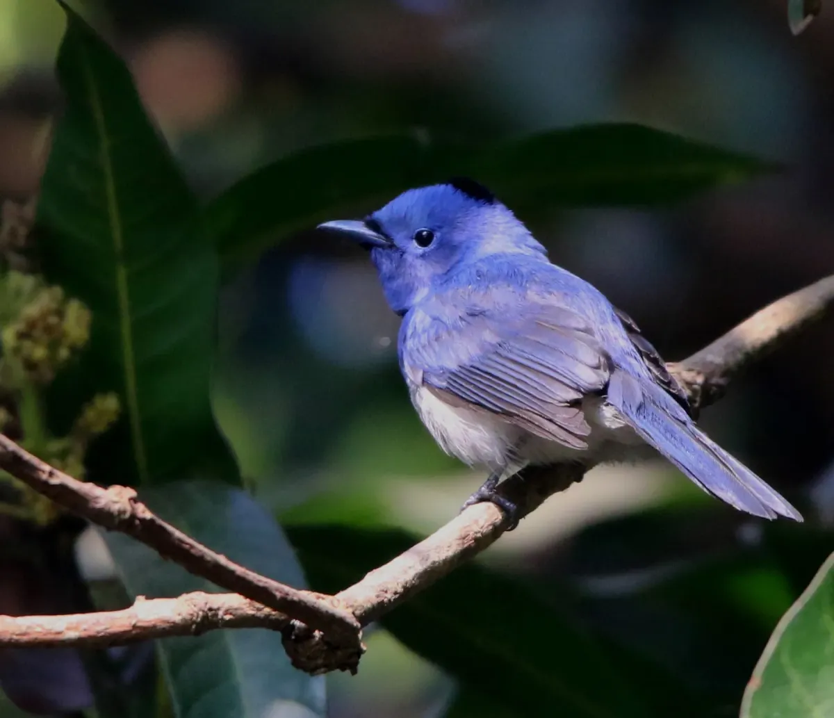 File:Black-naped monarch or black-naped blue flycatcher or Hypothymis azurea in Rabindra Sarobar Kolkata on 16 Feb 26.jpg