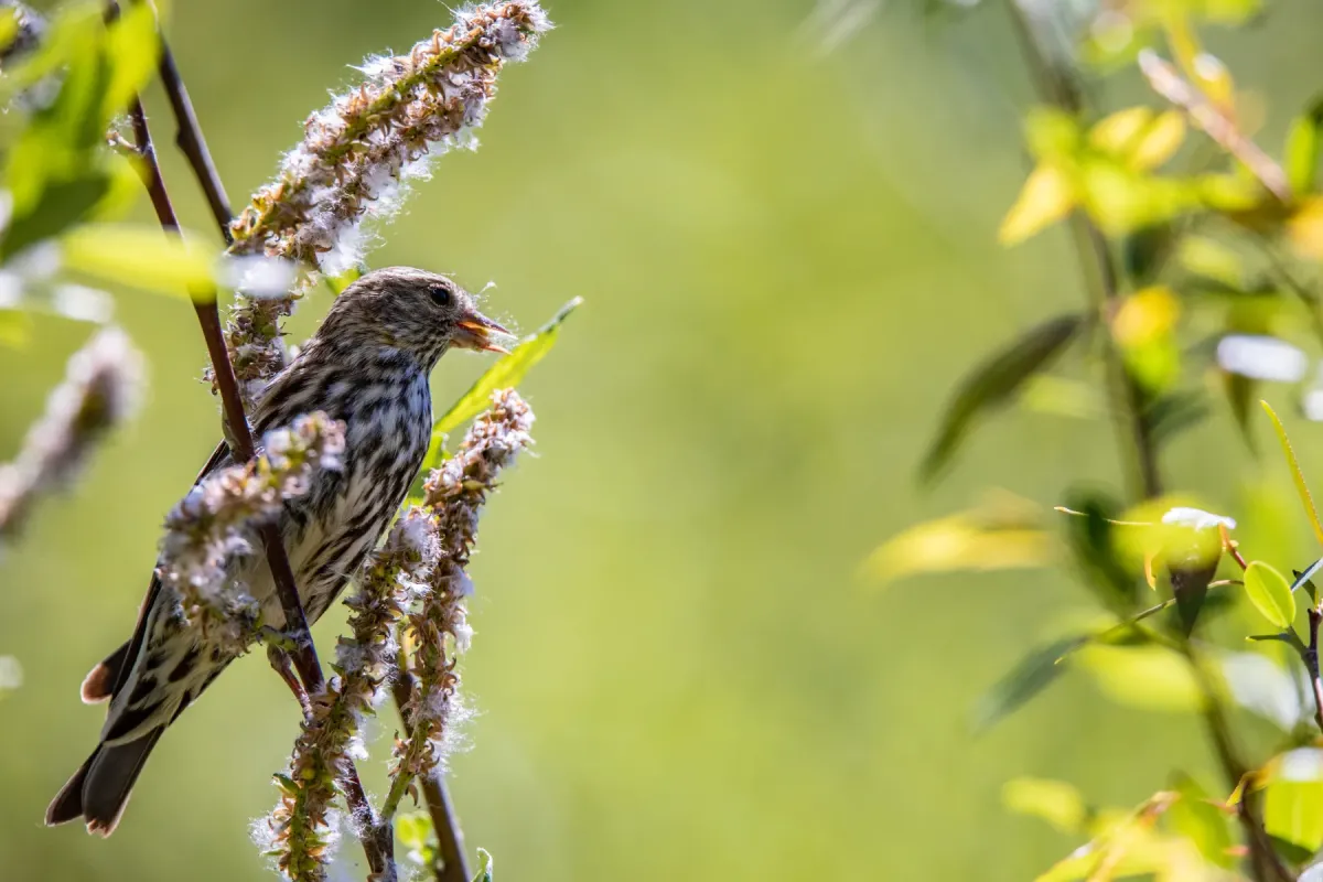 File:Pine Siskin - Spinus pinus (51362323724).jpg