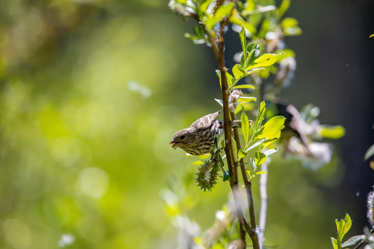 File:Pine Siskin - Spinus pinus (51360834107).jpg