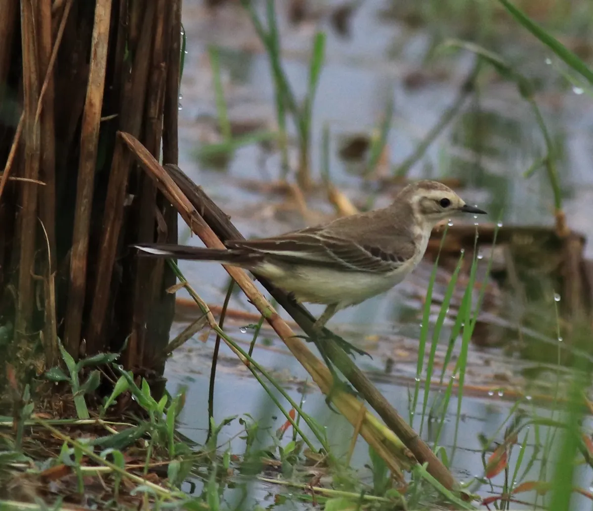 File:Citrine wagtail (Motacilla citreola) (81352).jpg