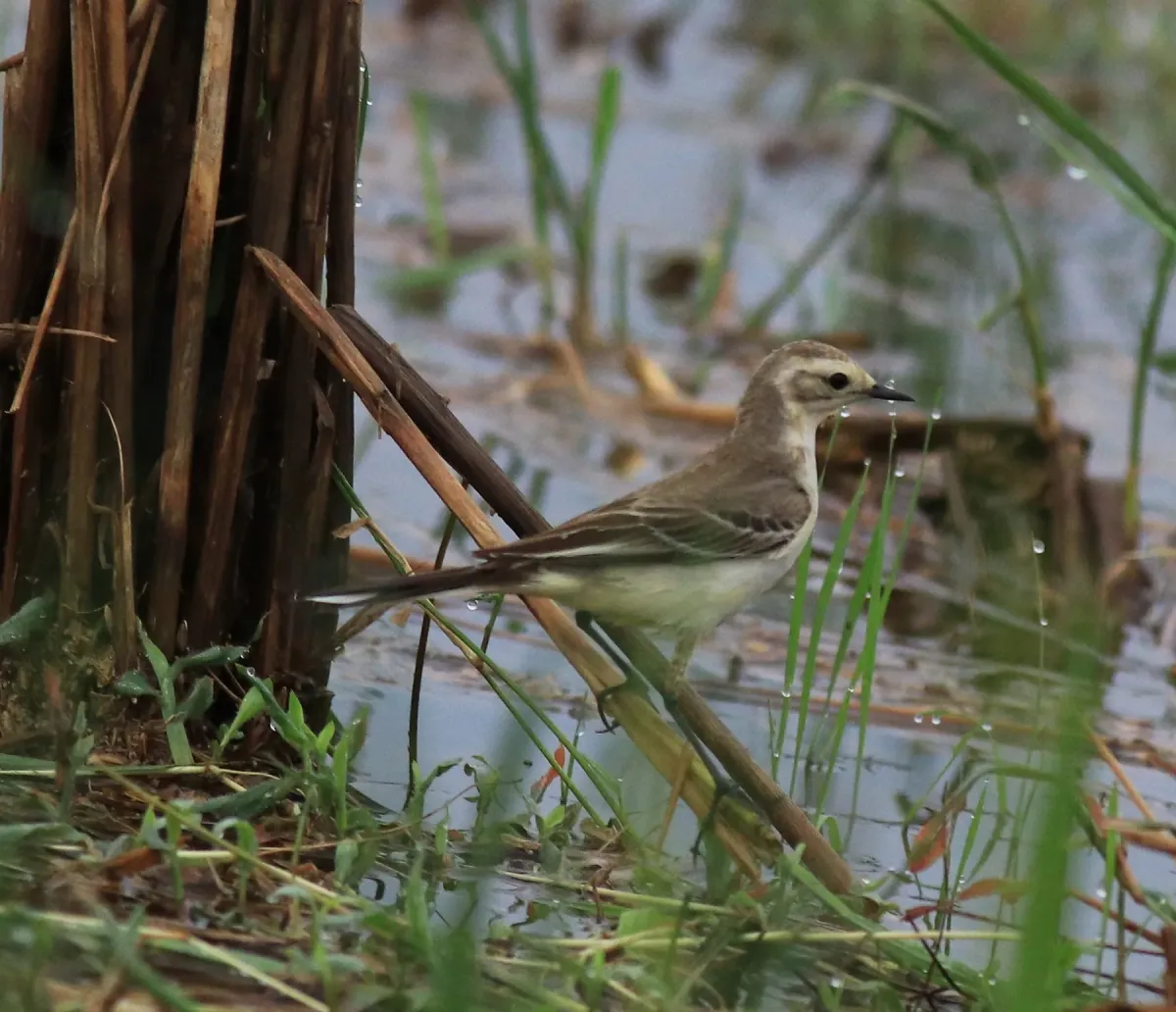 File:Citrine wagtail (Motacilla citreola) (31552).jpg