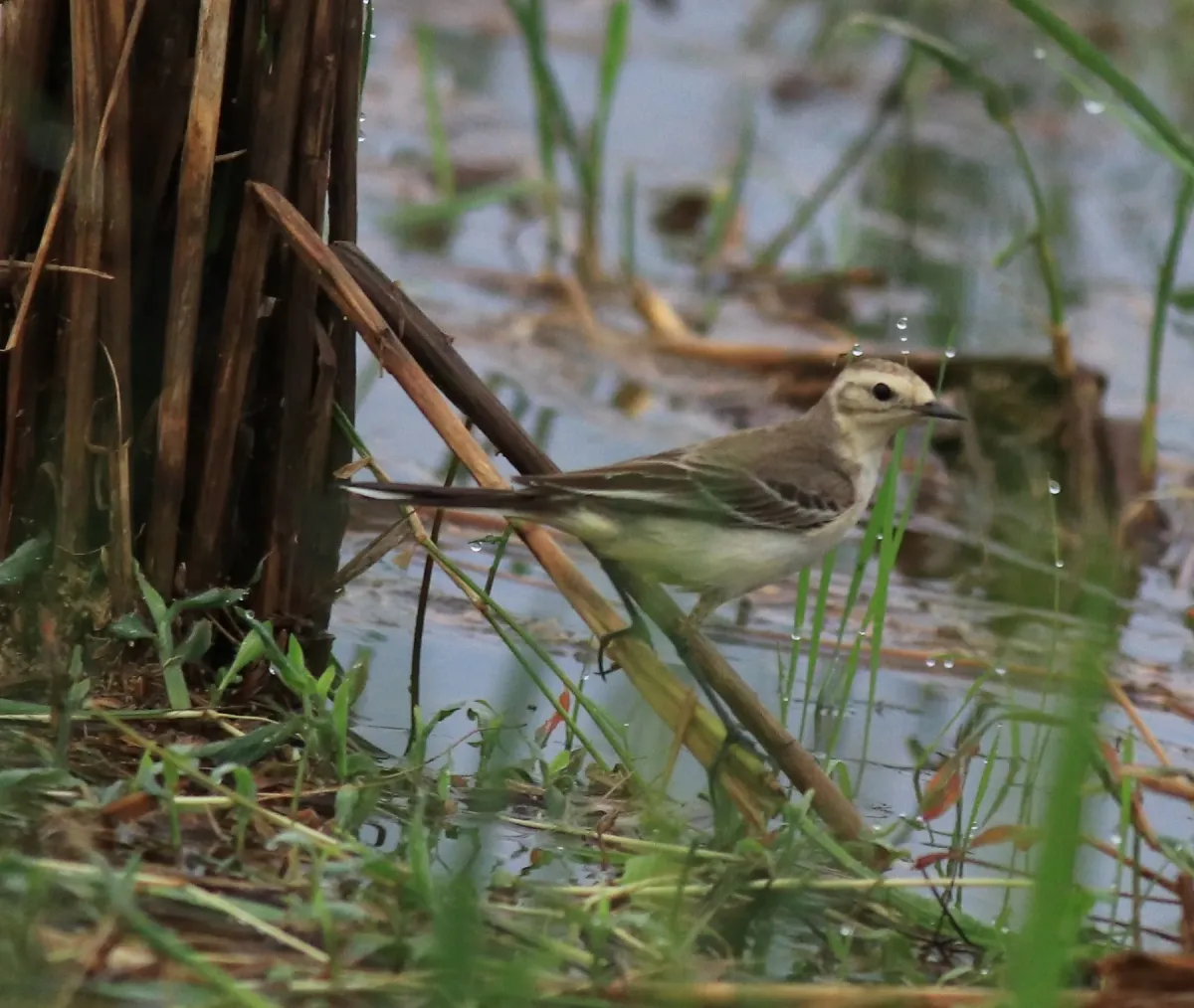File:Citrine wagtail (Motacilla citreola) (54942).jpg