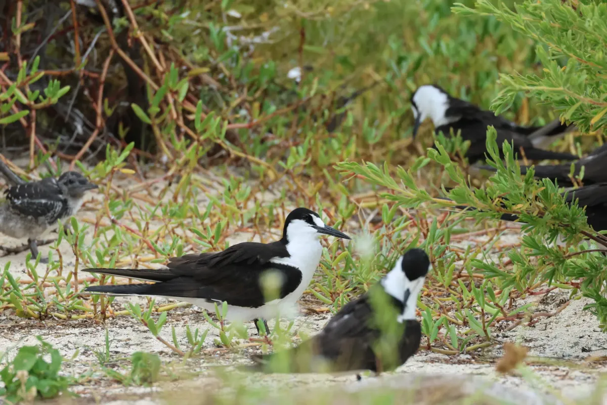 File:Onychoprion fuscatus, Dry Tortugas, Florida 04.jpg