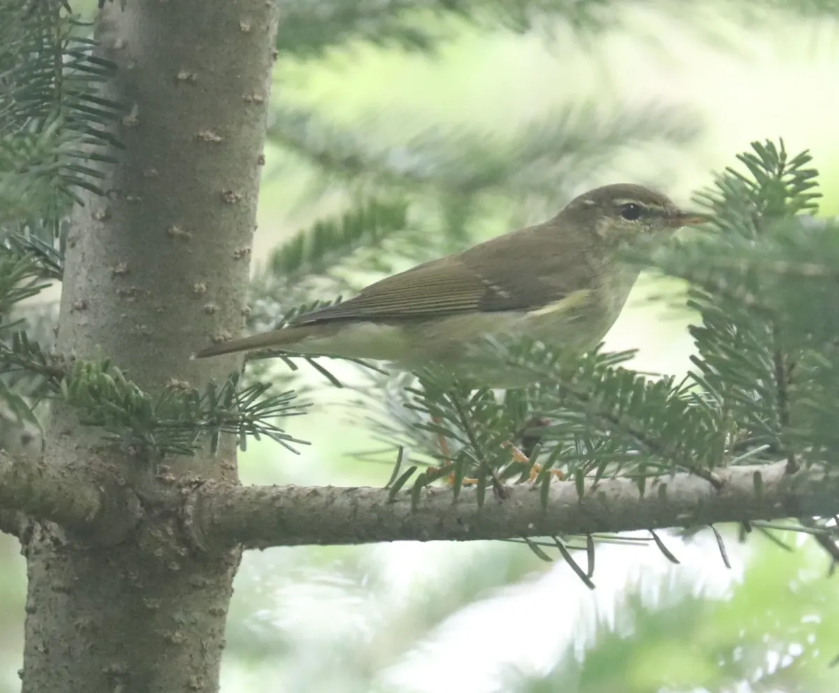 File:Phylloscopus borealis s2.jpg