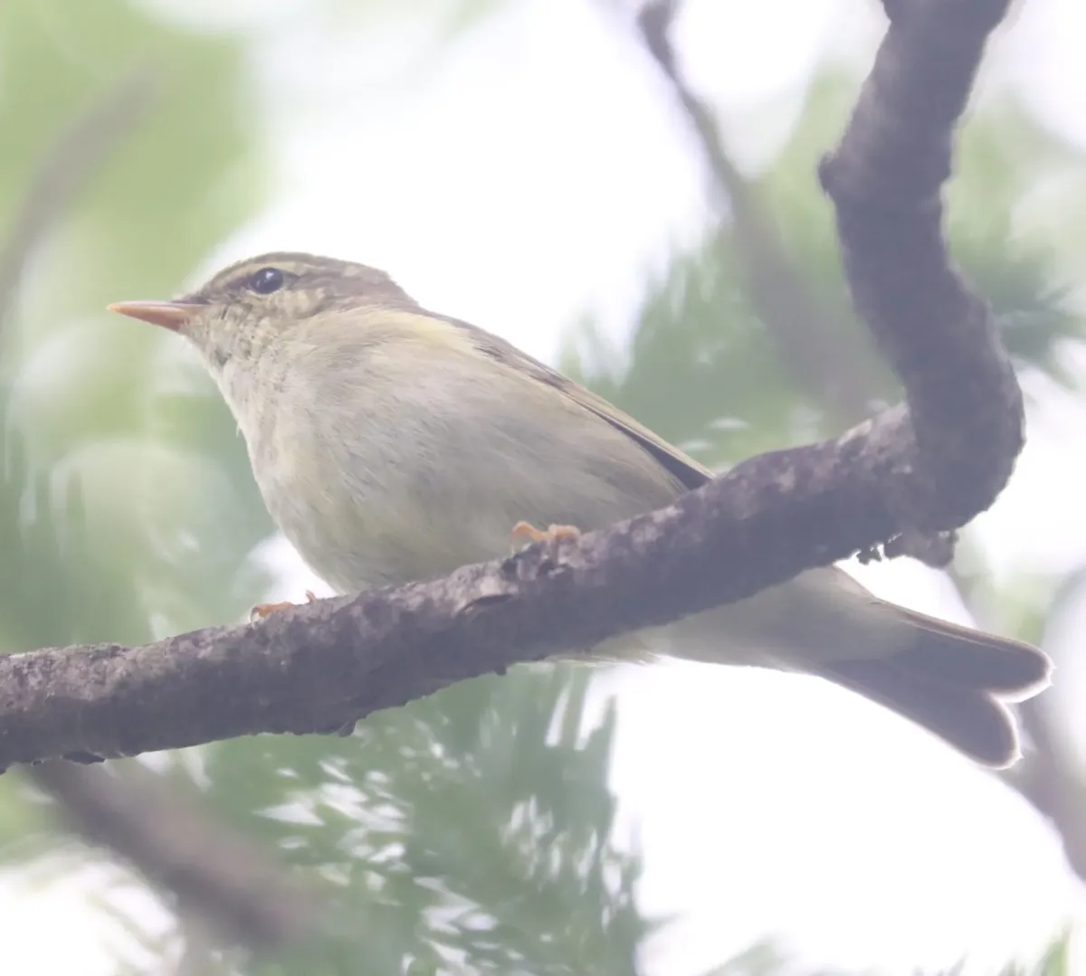 File:Phylloscopus borealis s3.jpg