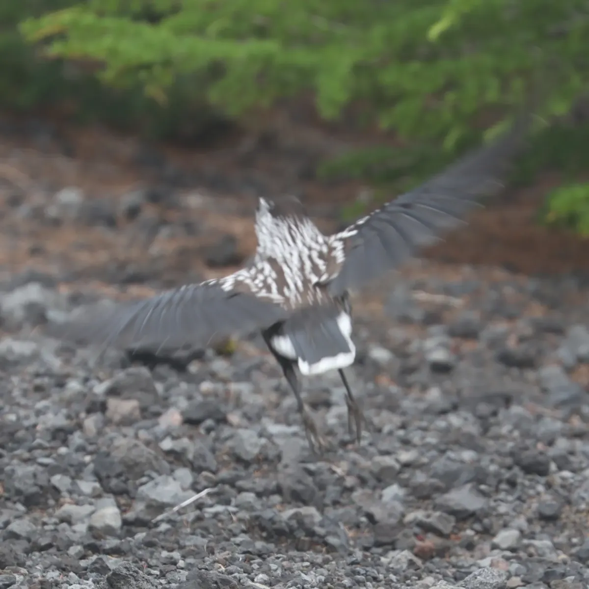 File:Nucifraga caryocatactes (in flight s4).jpg