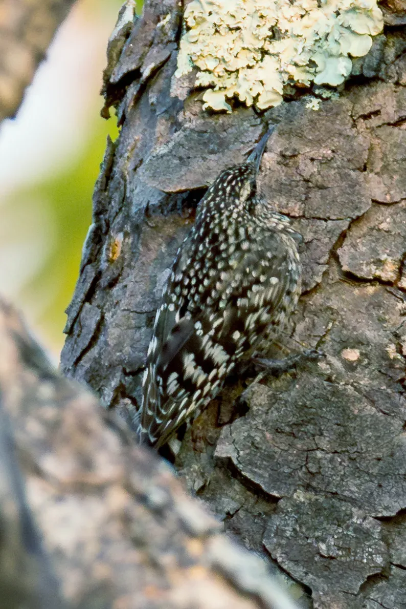 File:African Spotted Creeper Salpornis salvadori salvadori, Lilongwe, Malawi 03.jpg