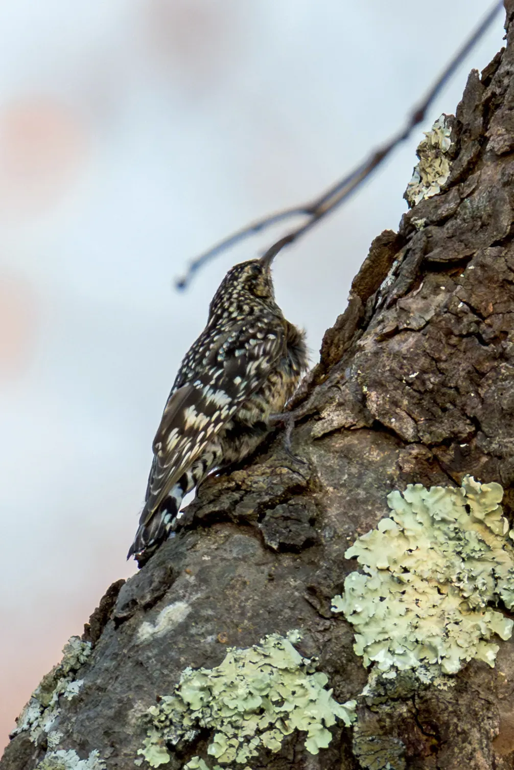 File:African Spotted Creeper Salpornis salvadori salvadori, Lilongwe, Malawi 04.jpg