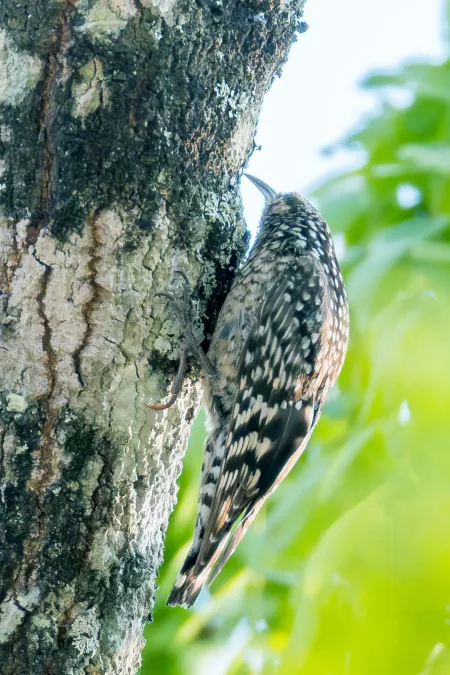 File:African Spotted Creeper Salpornis salvadori salvadori, Lilongwe, Malawi 13.jpg