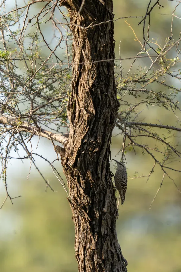 File:Indian Spotted Creeper Salpornis spilonota, Gaushala area, Tal Chhapar, Rajasthan 2.jpg