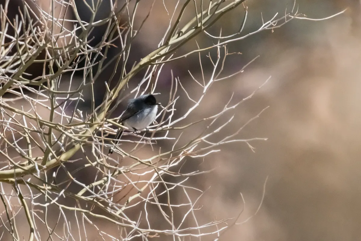 File:Black-tailed Gnatcatcher (Polioptila melanura) (52830693593).jpg