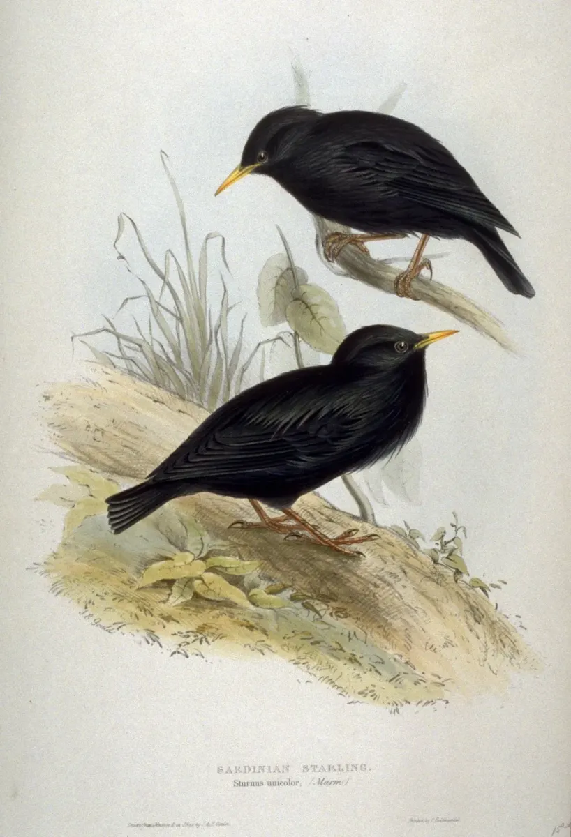 File:Sturnus unicolor by John Gould.jpg