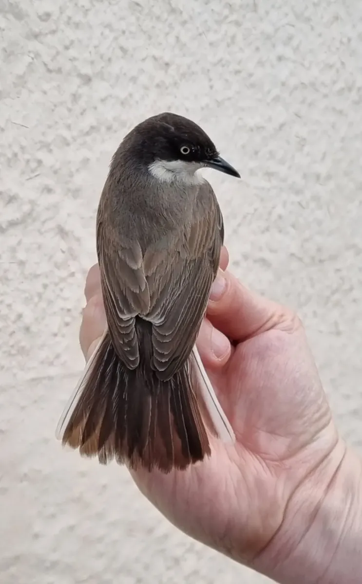 File:Curruca hortensis by Kevin.jpg