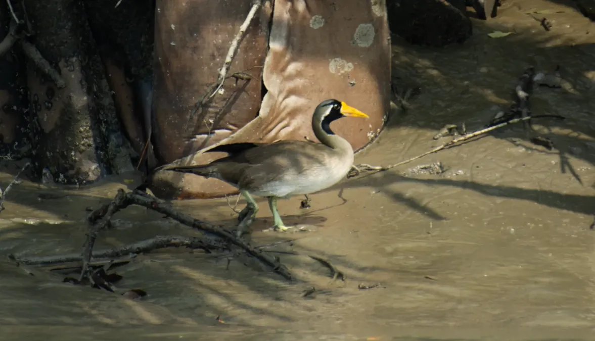 File:কালামুখ প্যারাপাখি (Heliopais personatus)সুন্দরবন পূর্ব বন্যপ্রাণ অভয়ারণ্য, বাংলাদেশ.jpg