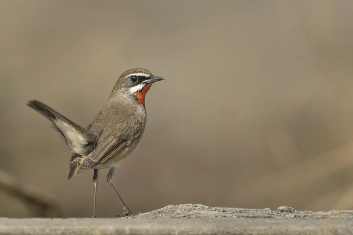 File:Siberian rubythroat (Calliope calliope).jpg
